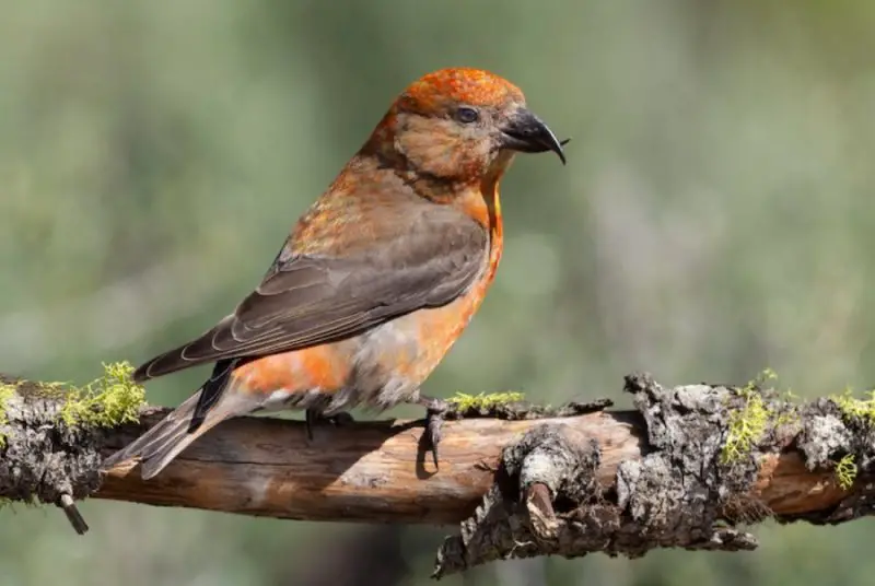 Cassia Crossbill (Loxia sinesciuris): Idaho’s Unique Endemic Finch