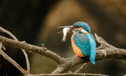 12 Fascinating Characteristics of Kingfisher Birds