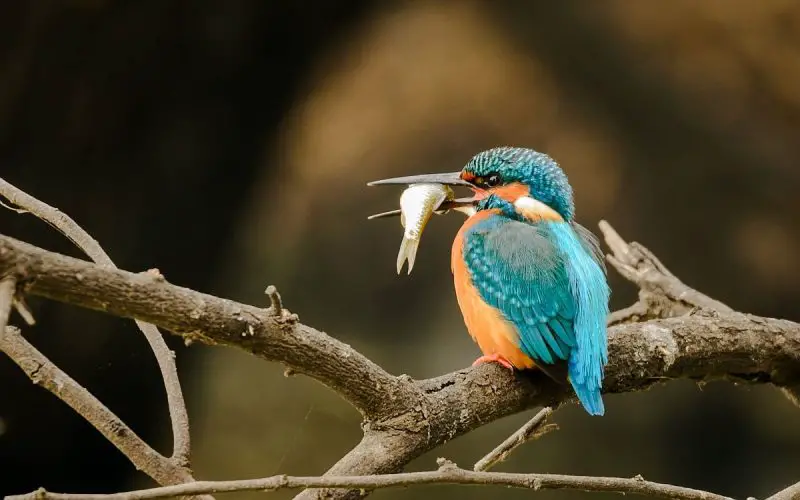12 Fascinating Characteristics of Kingfisher Birds