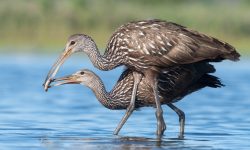 Limpkin Guide: A Unique Wading Bird of Wetlands