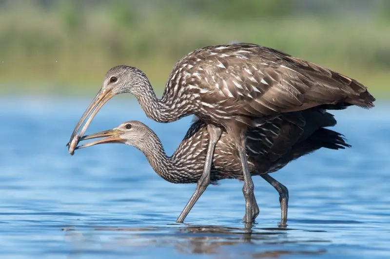 Limpkin Guide