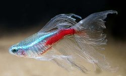 Long-Finned Fish Found Swimming Upstream