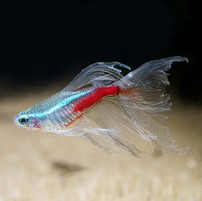 Long-Finned Fish Found Swimming Upstream