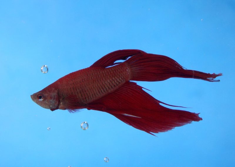 Long-Finned Fish Found Swimming Upstream