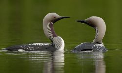 What Do Loons Like to Eat the Most?
