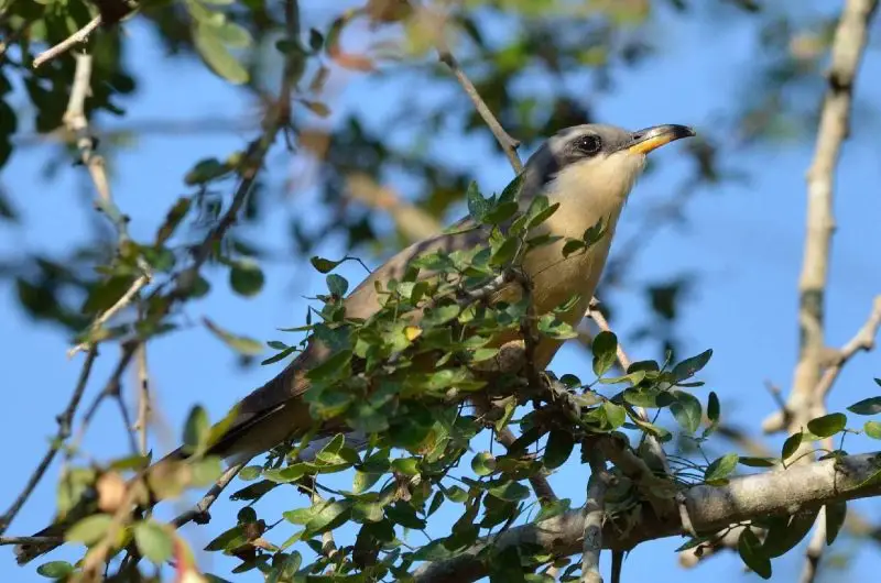 Mangrove Cuckoo (Coccyzus minor)