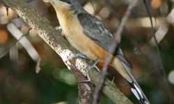 Which Bird Lives Only in Coastal Mangrove Forests?