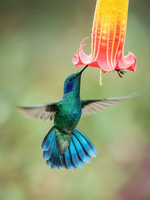 8 colorful birds in ohio