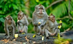 Why Do Monkeys Live in Groups?
