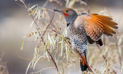 Northern Flicker: Alabama’s Most Colorful Woodpecker