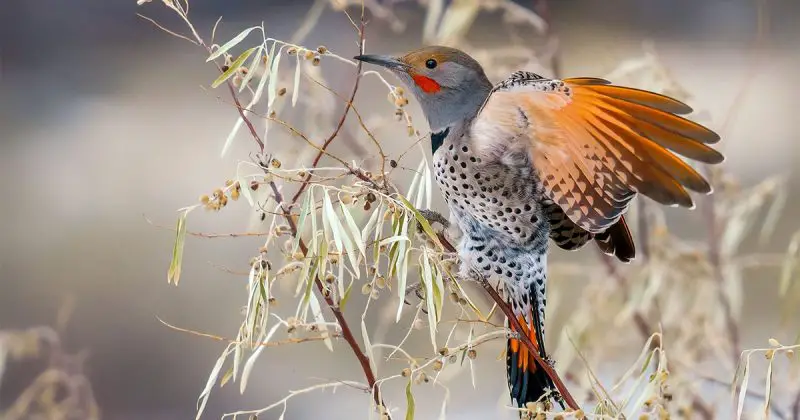 Northern Flicker