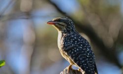 Which Bird Flies Across the Pacific to Breed?