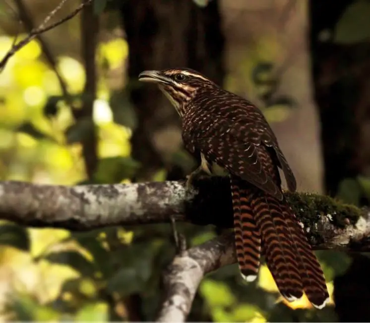 Pacific Long-tailed Cuckoo (Urodynamis taitensis)