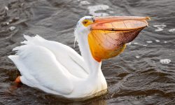 The Pelican Diet: What Do Pelicans Eat?