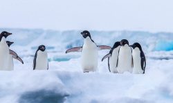 How Do Penguins Breathe?