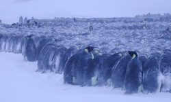 Why Penguins Live in Groups?
