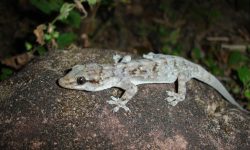 Why Phyllopezus pollicaris Stands Out