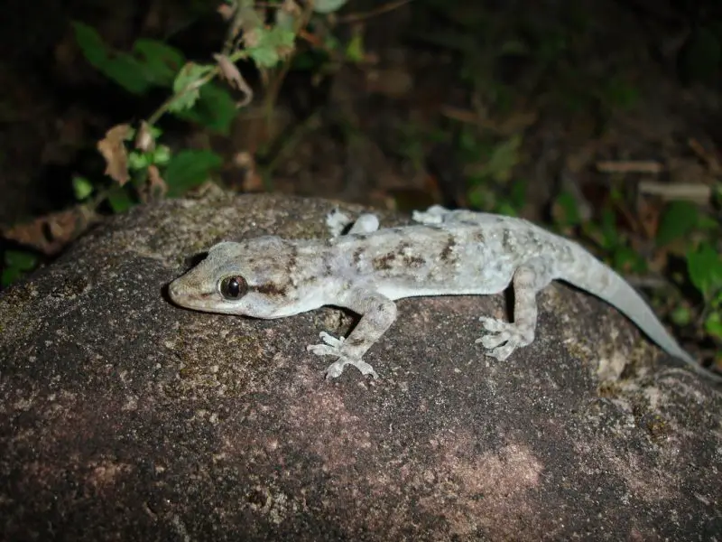 Why Phyllopezus pollicaris Stands Out