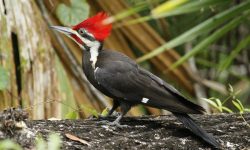 What’s That Giant Woodpecker with the Flaming Red Crest in Alabama’s Forests?
