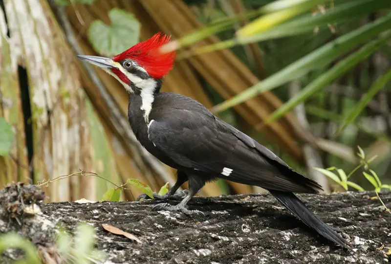 Pileated Woodpecker (Dryocopus pileatus)