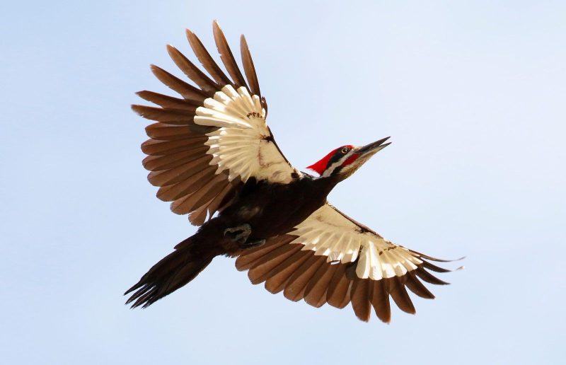 Pileated Woodpecker (Dryocopus pileatus)