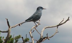 How Does the Pinyon Jay Turn Memory Into a Survival Superpower?
