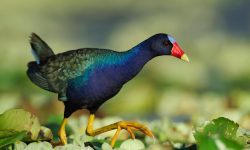 Purple Gallinule: The Rainbow Bird of the Wetlands