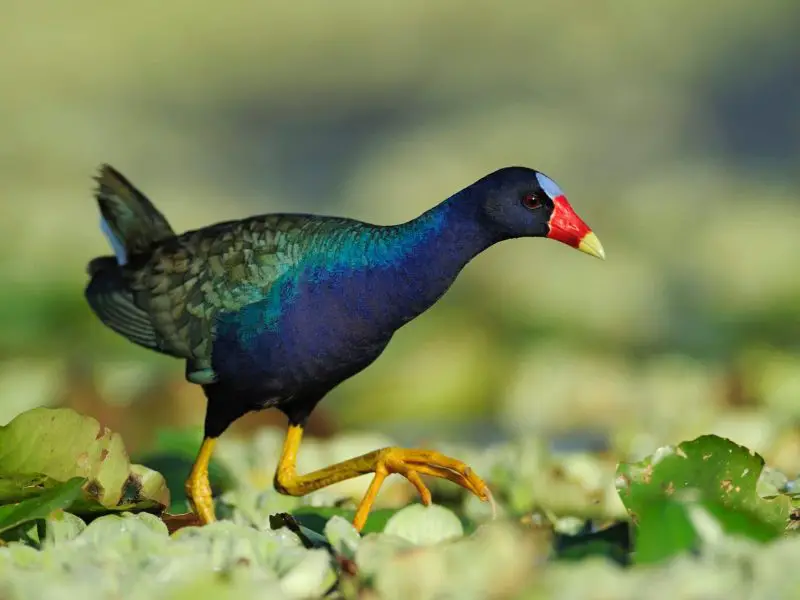 Purple Gallinule