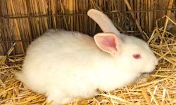 Why Do Rabbits Have Pink Eyes? The Science Behind Their Unique Look