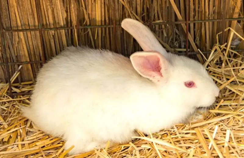 Why do some rabbits have pink eyes? Discover the science behind this unusual eye color, from albinism to fascinating genetics.