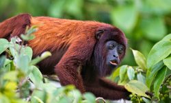 Why the Red Howler Monkey Rules the Canopy with Its Voice?