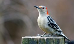 Red-bellied Woodpecker: A Flash of Color in Eastern Woodlands
