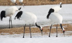 Cranes’ Seasonal Diet: What They Eat and Why It Changes