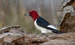 Which Woodpecker Breaks All the Rules?