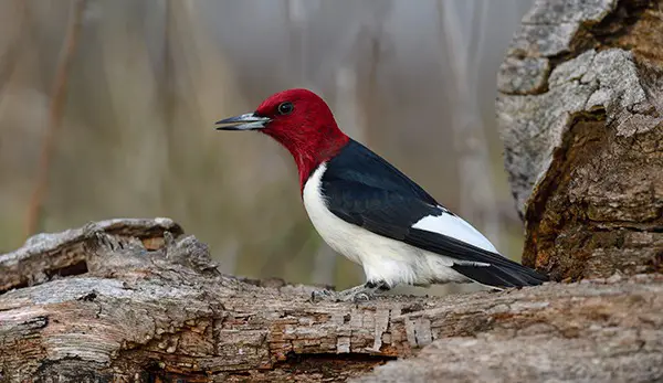 Red-headed Woodpecker