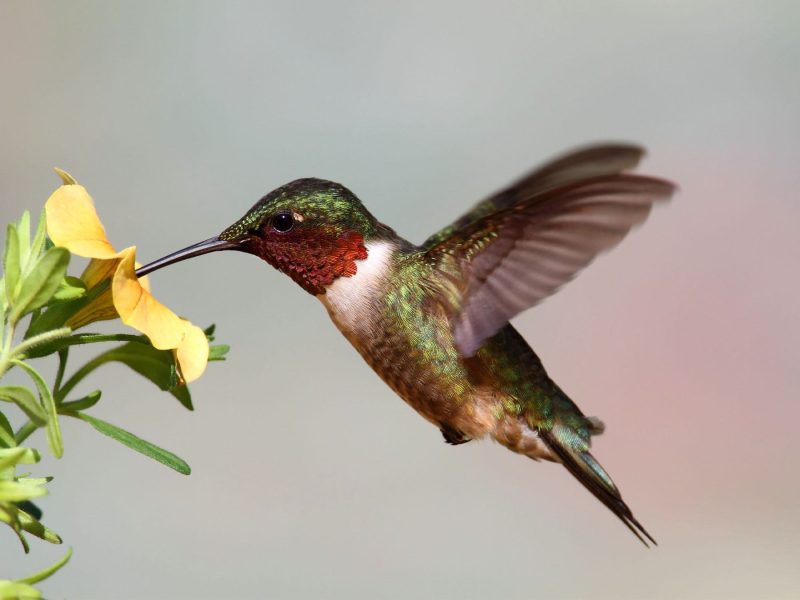 8 colorful birds in ohio