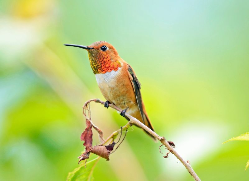 Wings of Fire: Discover the Ruby-throated Hummingbird in the Wild