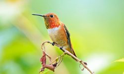 Wings of Fire: Discover the Ruby-throated Hummingbird in the Wild