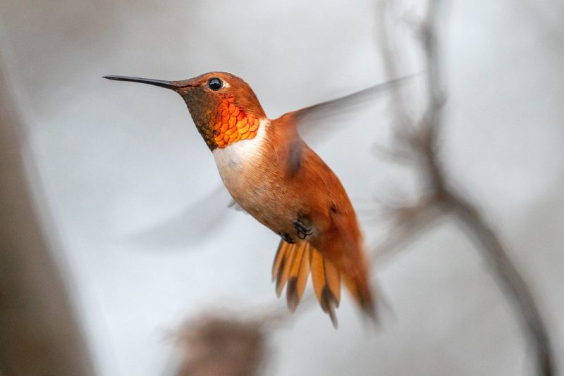 8 colorful birds in ohio