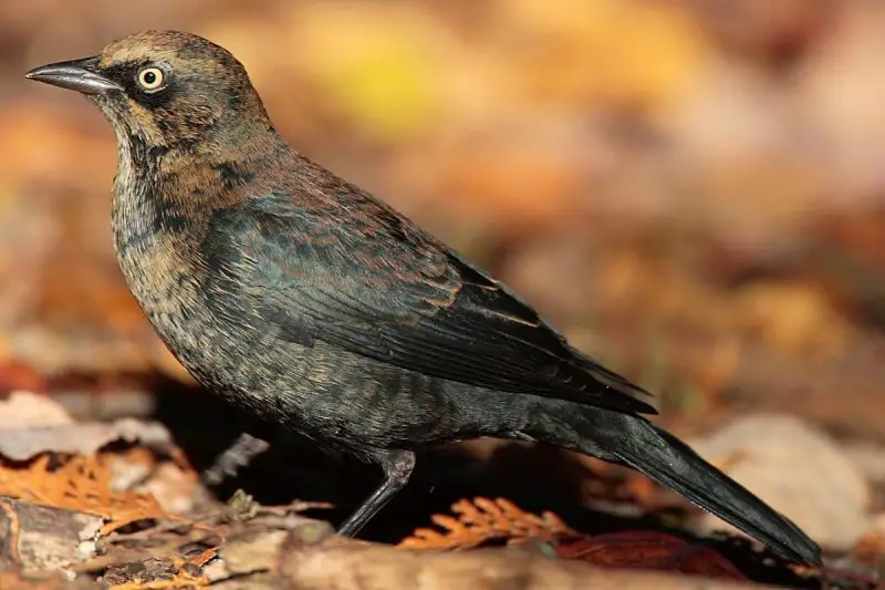 A Guide to 7 Blackbirds Found in Michigan
