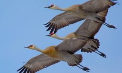 Sandhill Crane (Grus canadensis): Behavior, Range, and Nesting Habits