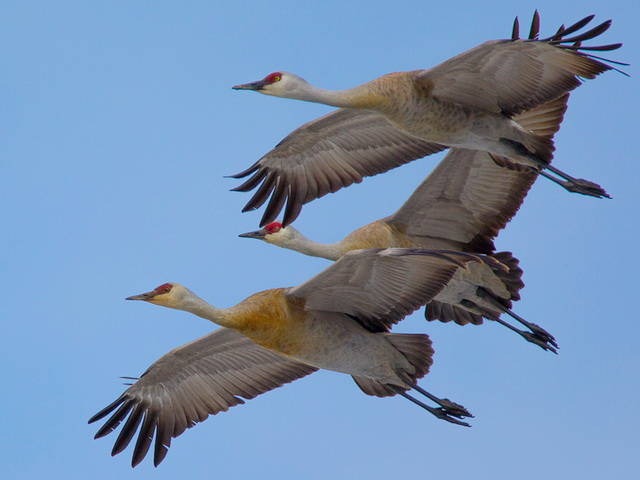Sandhill Crane (Grus canadensis): Behavior, Range, and Nesting Habits