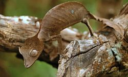 Satanic Leaf-Tailed Gecko: Camouflage King of the Rainforest