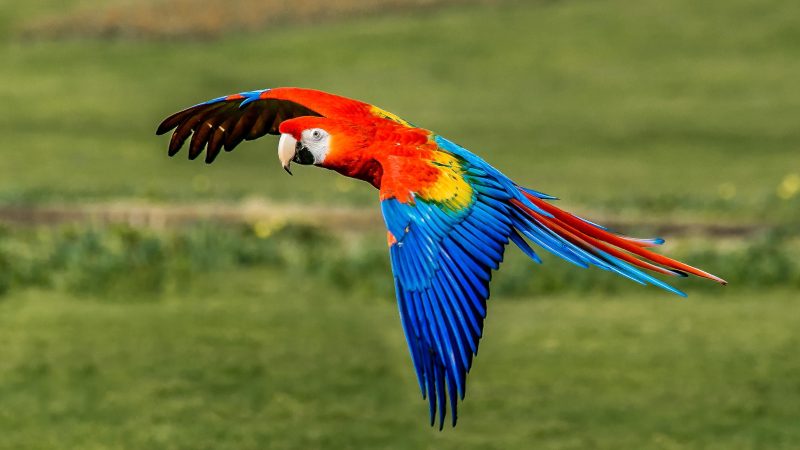 The Scarlet Macaw’s World