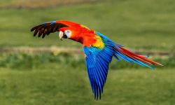 The Scarlet Macaw’s World: Color, Intelligence, and Survival