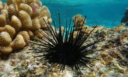 Why Sea Urchins Are Named After Hedgehogs