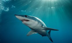 Why Sharks Are the Ocean’s Most Feared Predator