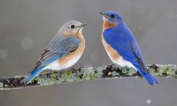 25 Fascinating Characteristics of Songbirds