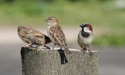 12 Key Characteristics of Sparrows