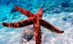 How Starfish Regrow Their Arms: Nature’s Regeneration Wonder